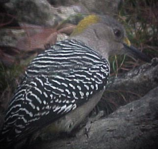 Golden-fronted Woodpecker