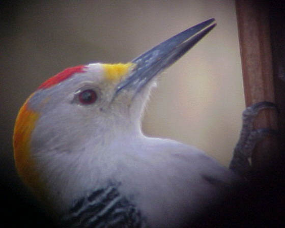 Golden-fronted Woodpecker