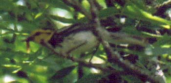 To Golden-cheeked Photos
