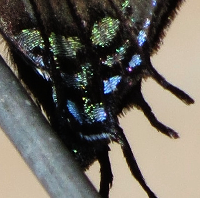 greatpurplehairstreak
