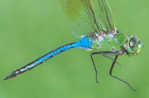 Green Darner