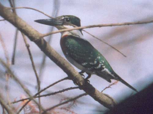 Green Kingfisher