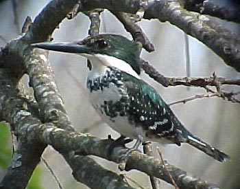 Green Kingfisher