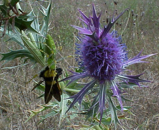 Green Lynx Spider and Eryngo