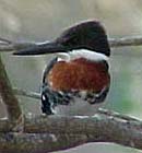Green Kingfisher