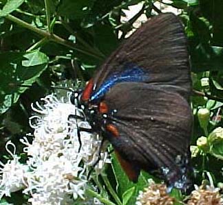 Great Purple Hairstreak