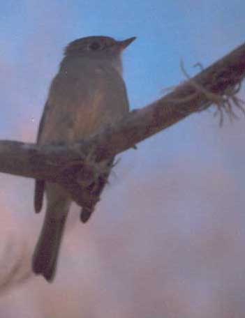 Hammond's Flycatcher