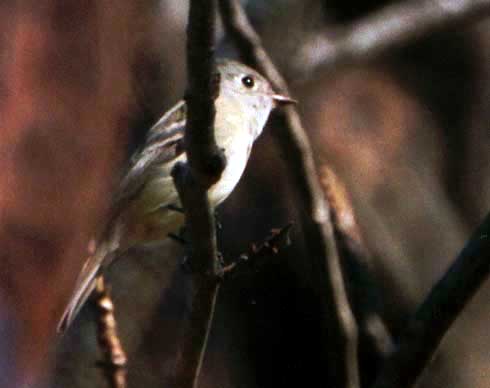 Hammond's Flycatcher