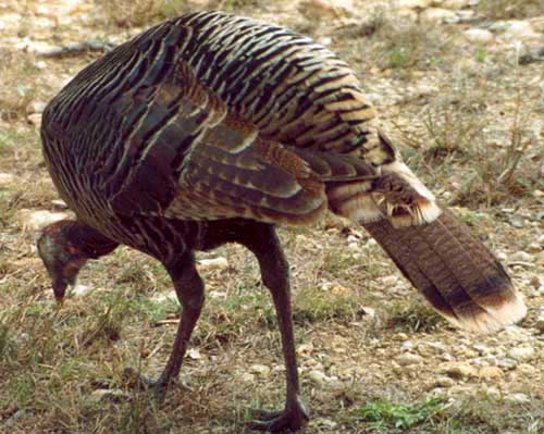 Wild Turkey Hen