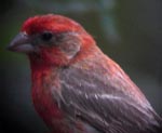 To House Finch