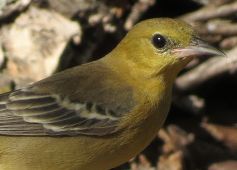 Hooded Oriole