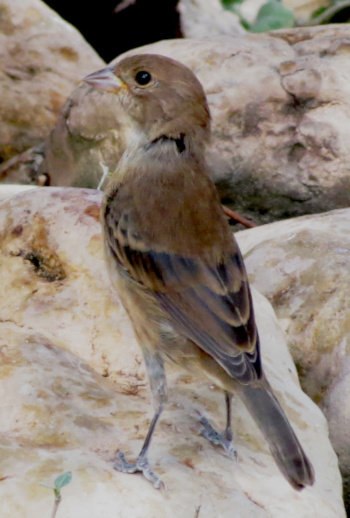 indigobunting