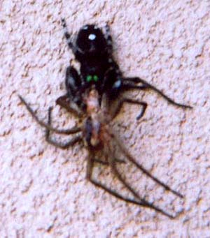 Jumping Spider with Prey