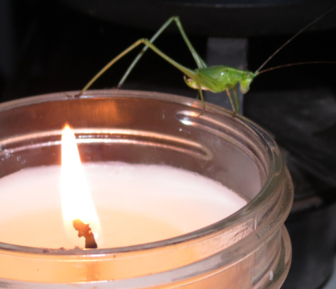 katydid