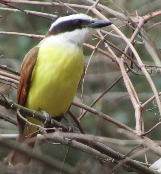 Great Kiskadee