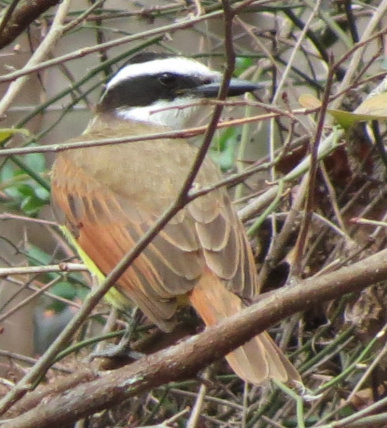 Great Kiskadee
