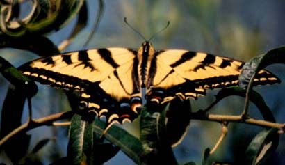 Tiger Swallowtail