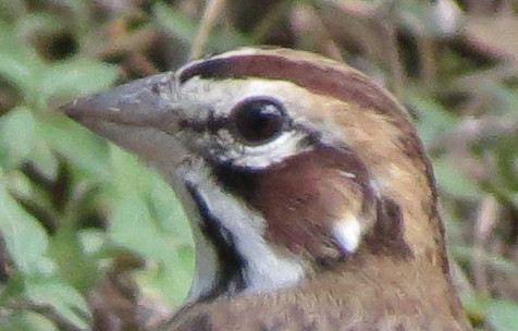 Lark Sparrow