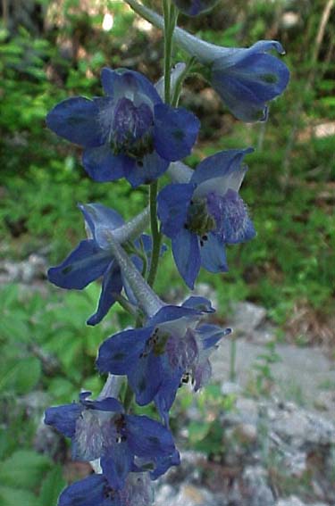 larkspur