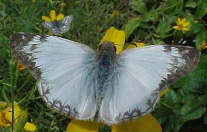 Laviana White Skipper