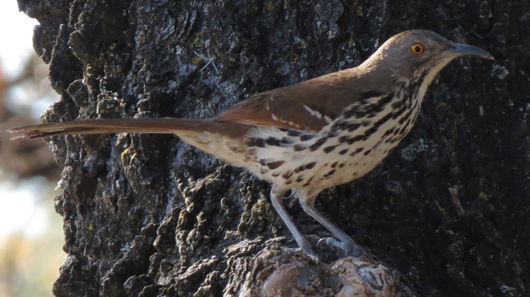 Long-billed Thrasher