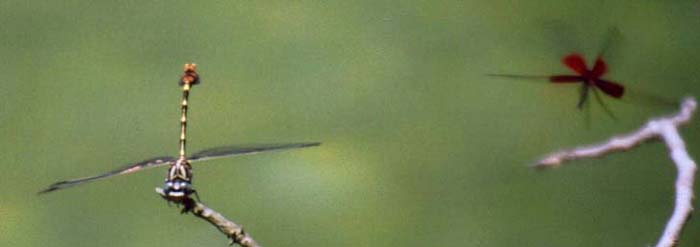 Leaftail and Rubyspot