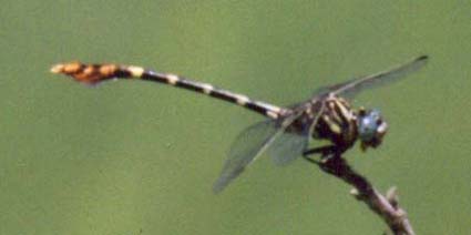 Leaftail sp.