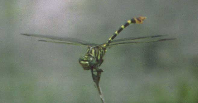 Leaftail sp.