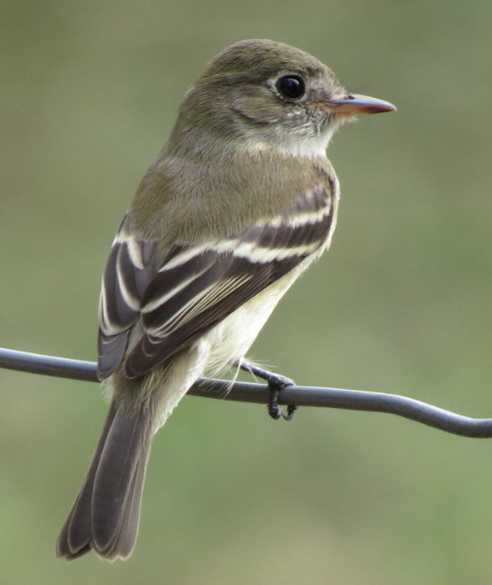 leastflycatcher