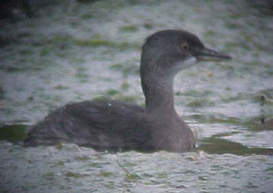Least Grebe