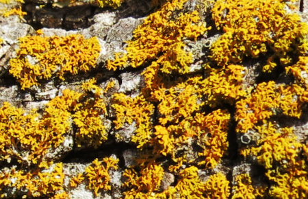 lichen