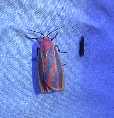 Lichen Moth