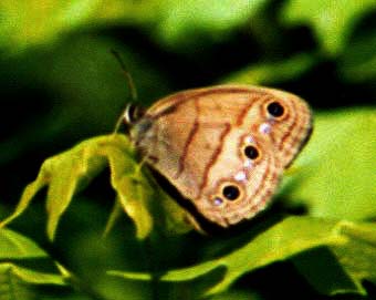 Little Wood Satyr