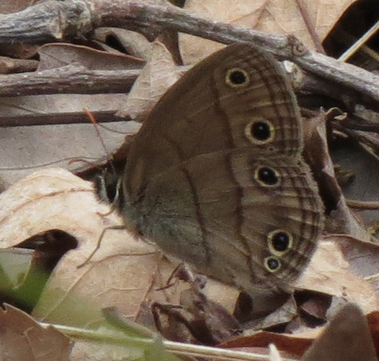 littlewoodsatyr