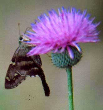 Long-tailed Skipper