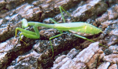 Praying Mantis