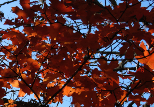 maple