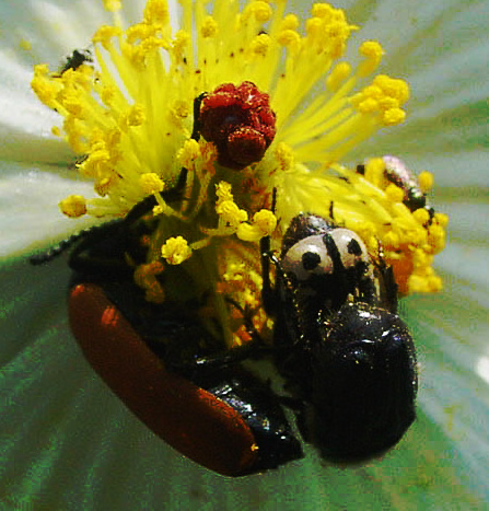 lyttafulvipennis
