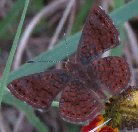 Metalmark