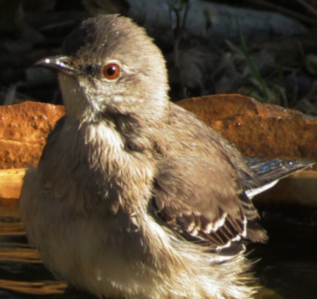 mockingbird