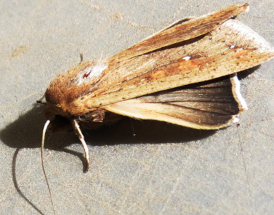 moth