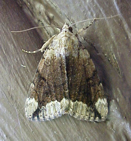 moth