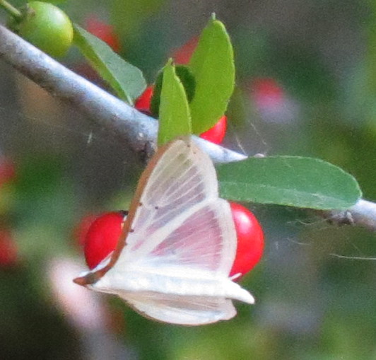 moth