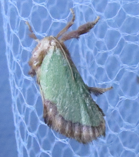 moth