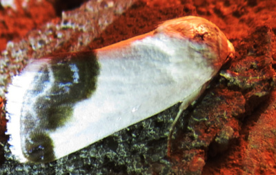 Bird Dropping Moth