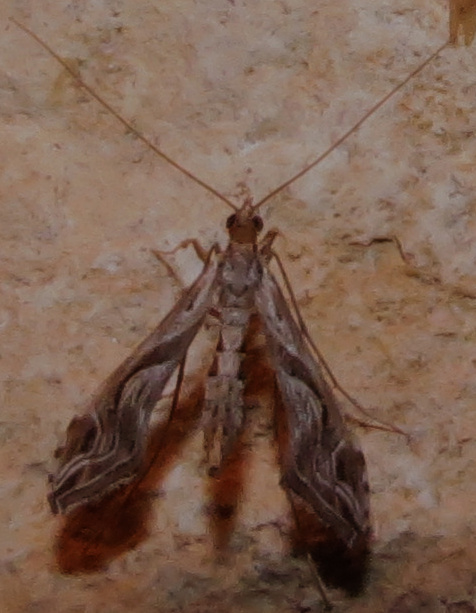 moth