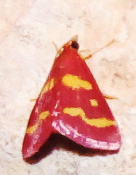 moth
