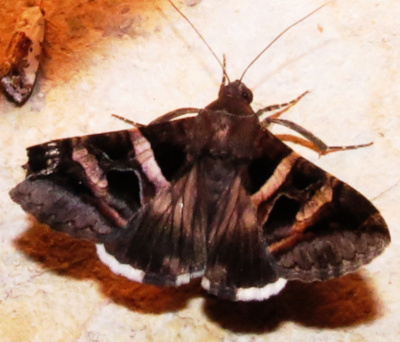 moth