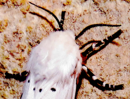 Accrea moth