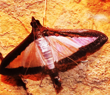 moth